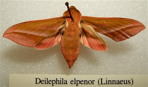 Deilephila elpenor adult taken by Shawn Hanrahan at the Texas A&M University Insect Collection in College Station, Texas. photo