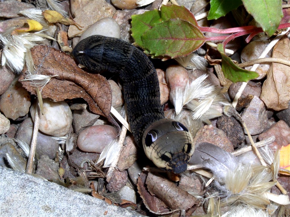 Image of an Elephant Hawk Moth caterpillar found feeding on a Fuschia