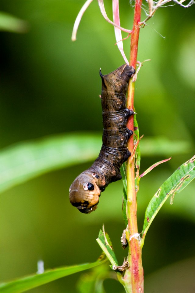 Suur-punasuru (Deilephila elpenor) röövik põdrakanepil. photo