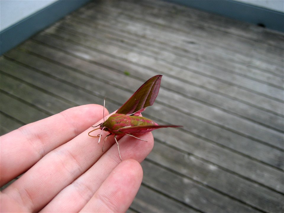 Deilephila elpenor in Graz, Austria, Europe
