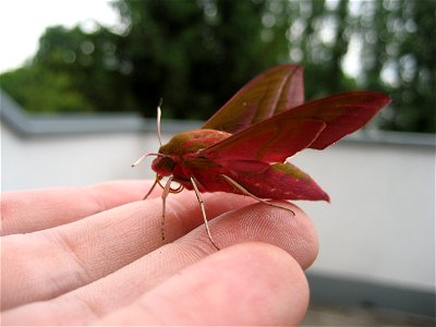 Deilephila elpenor in Graz, Austria, Europe photo