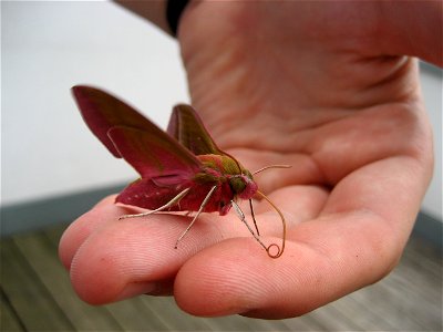 Deilephila elpenor in Graz, Austria, Europe photo