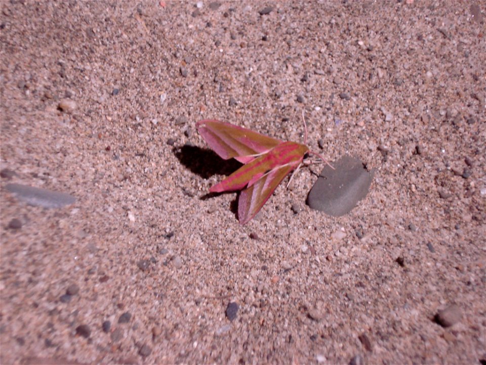 A Deilephila elpenor.