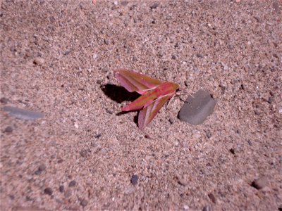 A Deilephila elpenor.
