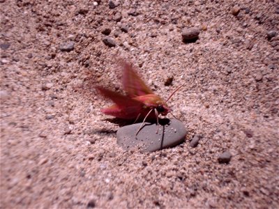 Deilephila elpenor. photo