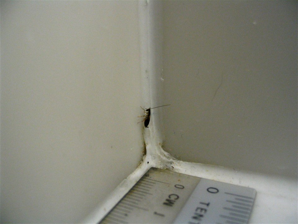 Una diminuta cucaracha australiana.

A tiny australian roach.