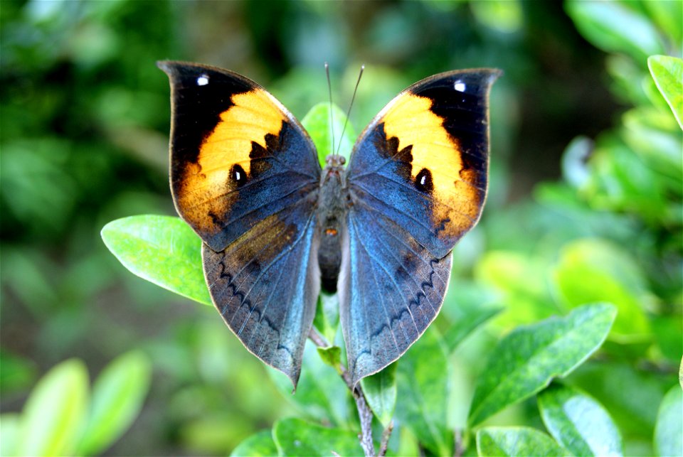 Kallima inachus at Gunma Insect World.