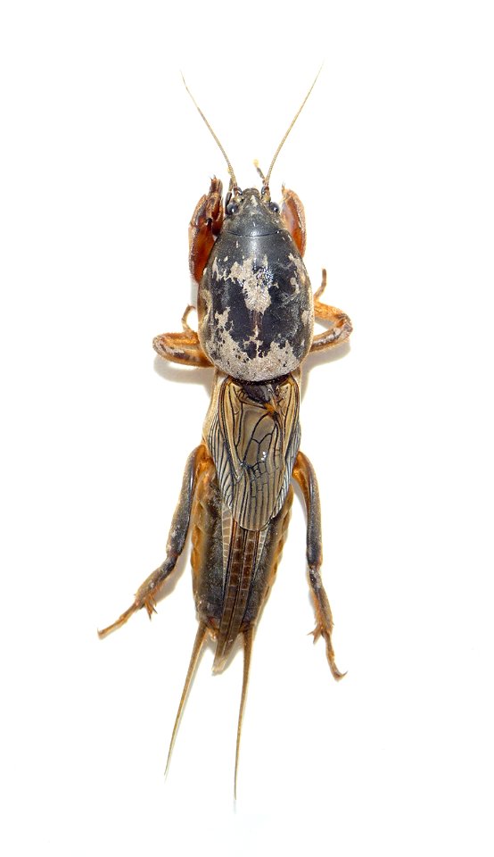 Mole cricket (Gryllotalpa gryllotalpa). Ukraine.