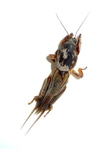 Mole cricket (Gryllotalpa gryllotalpa). Ukraine.