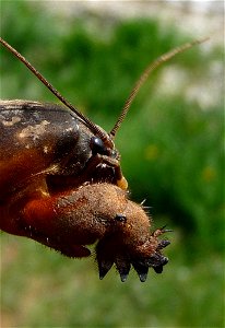 Mole cricket (Gryllotalpa gryllotalpa). Ukraine.