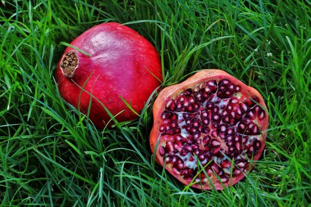 Grass przekrojony eat