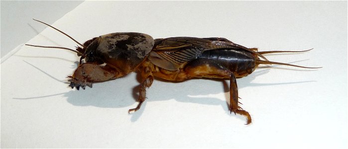 Mole cricket. Ukraine.