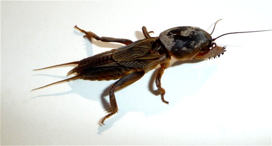 Mole cricket (Gryllotalpa gryllotalpa). Ukraine.