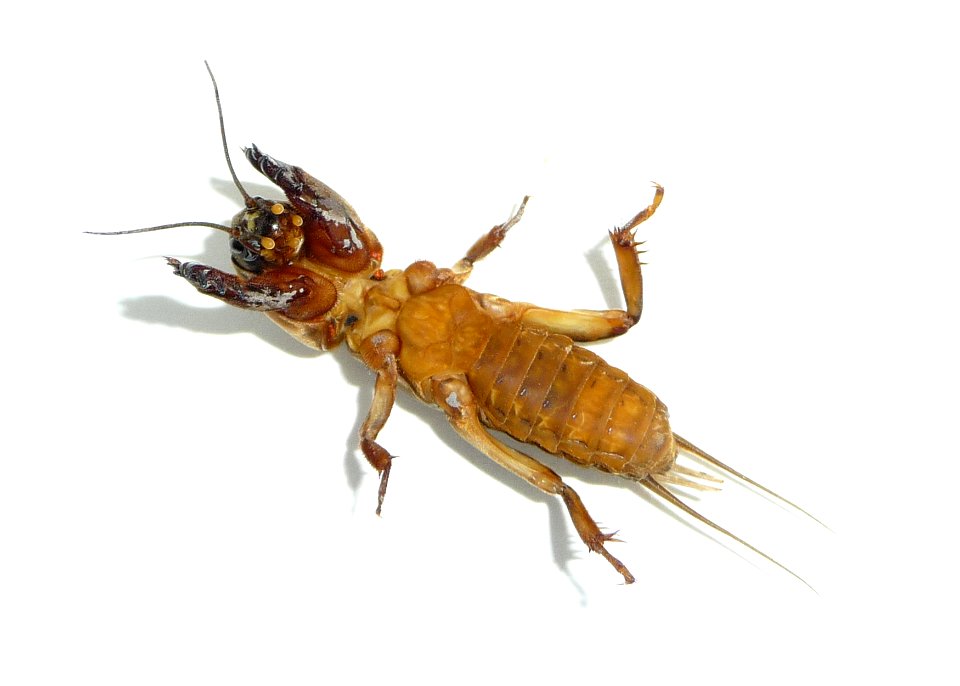 Mole cricket (Gryllotalpa gryllotalpa). Ukraine.