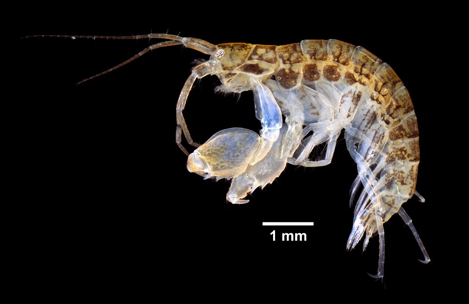 PRESERVED_SPECIMEN; ; 70% alc.; Det. by: Eric A. Lazo-Wasem 2016; GM image; IZ number 81304; lot count 1; 2016-06-09T00:00:00Z