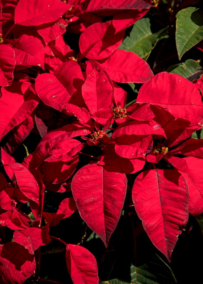 Red bright christmas