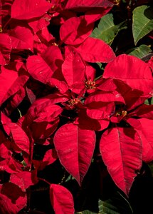 Red bright christmas photo