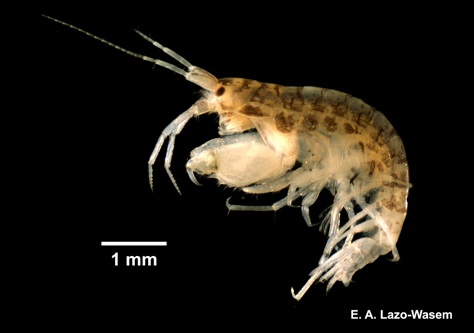 PRESERVED_SPECIMEN; ; 70% alc.; Det. by: Lourdes M. Rojas 2017; Ginsburg; IZ number 101891; lot count 1; specimen; male; 2017-08-24T00:00:00Z