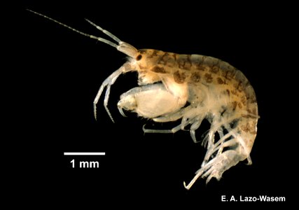 PRESERVED_SPECIMEN; ; 70% alc.; Det. by: Lourdes M. Rojas 2017; Ginsburg; IZ number 101891; lot count 1; specimen; male; 2017-08-24T00:00:00Z
