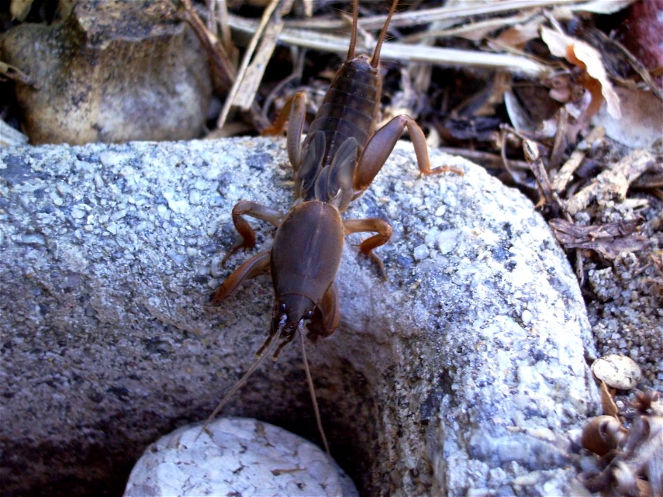 Image title: Mole cricket gryllotalpa brachyptera Image from Public domain images website, http://www.public-domain-image.com/full-image/fauna-animals-public-domain-images-pictures/insects-and-bugs-pu photo