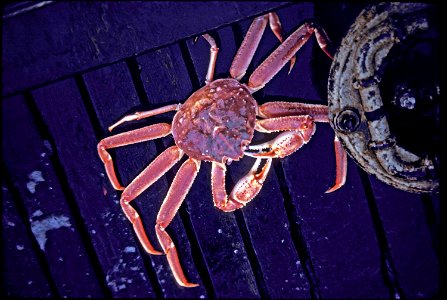 Image title: Chionoecetes tanner or bairdi bairdi crab Image from Public domain images website, http://www.public-domain-image.com/full-image/fauna-animals-public-domain-images-pictures/crabs-and-lobs photo