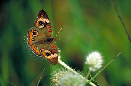Image title: Common buckeye butterfly Image from Public domain images website, http://www.public-domain-image.com/full-image/fauna-animals-public-domain-images-pictures/insects-and-bugs-public-domain- photo