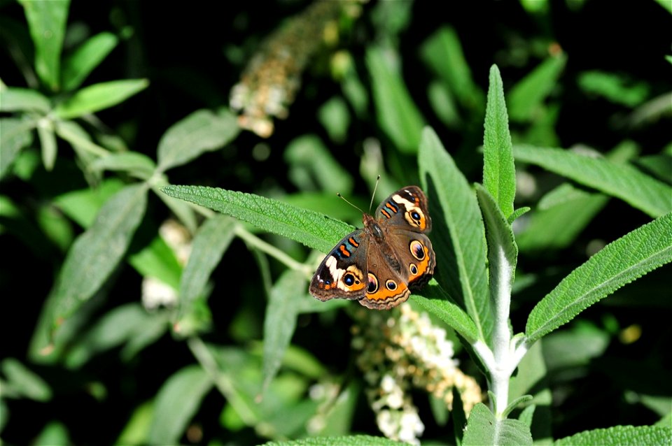 Butterfly from The Living Desert #5