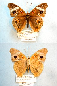 UNITED STATES OF AMERICA.  Upper Leeds Canyon, Washington Co., UT,  JEB 2007,   <a href="http://nymphalidae.utu.fi/story.php?code=NW38-18" rel="nofollow">see in our database</a>