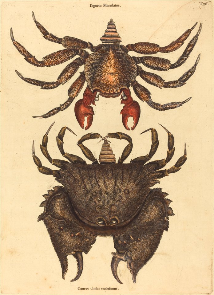 The Red Mottled Rock-crab (Cancer grapsus)