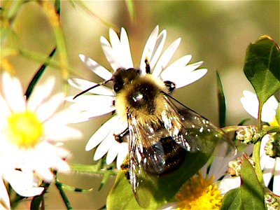 Image title: Bombus terrestris bumblebee Image from Public domain images website, http://www.public-domain-image.com/full-image/fauna-animals-public-domain-images-pictures/insects-and-bugs-public-doma photo