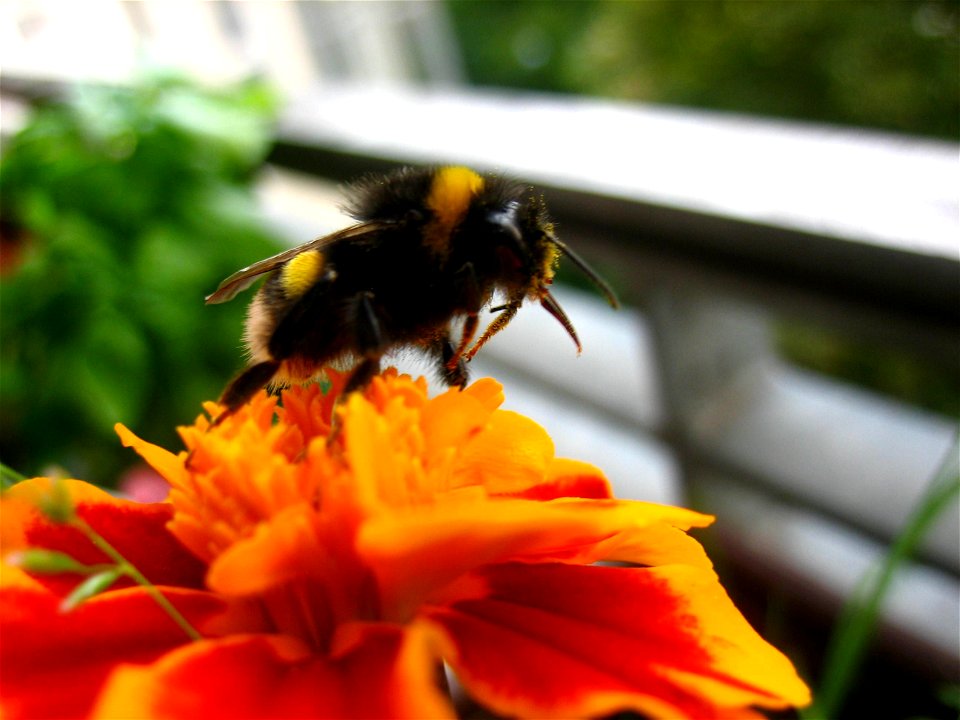 Image title: Bombus terrestris taking nectar Image from Public domain images website, http://www.public-domain-image.com/full-image/fauna-animals-public-domain-images-pictures/insects-and-bugs-public- photo