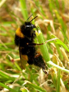 Buff-tailed Bumblebee (Bombus terrestris), Plouarzel, France