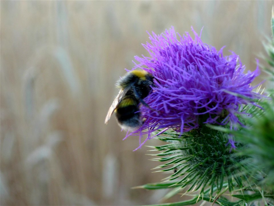 Bumblebee on a thistle bloom.