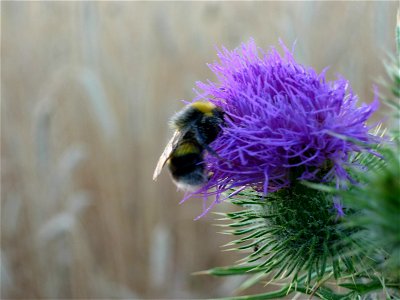 Bumblebee on a thistle bloom. photo