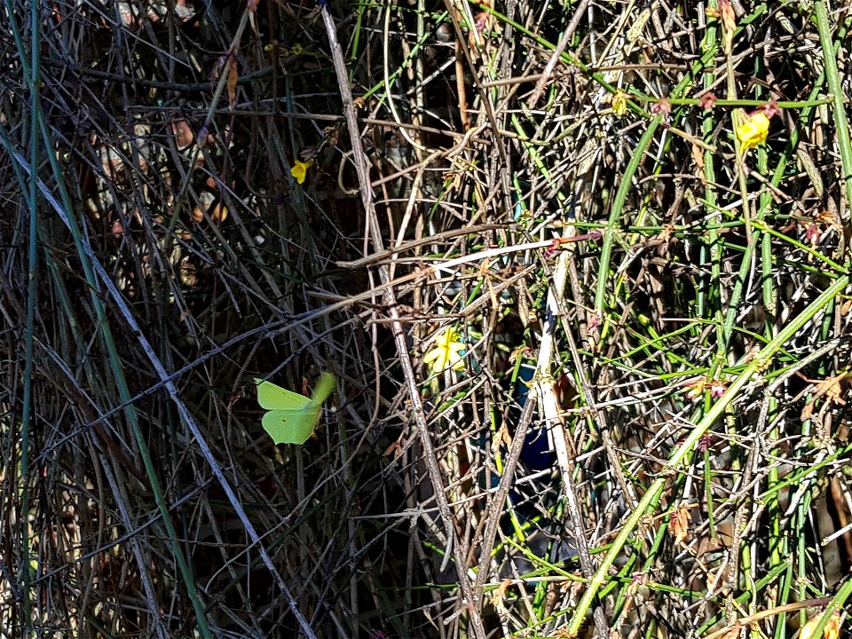 citroenvlinder - common brimstone - Gonepteryx rhamni