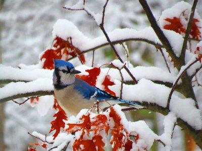 Snow leaves wildlife photo