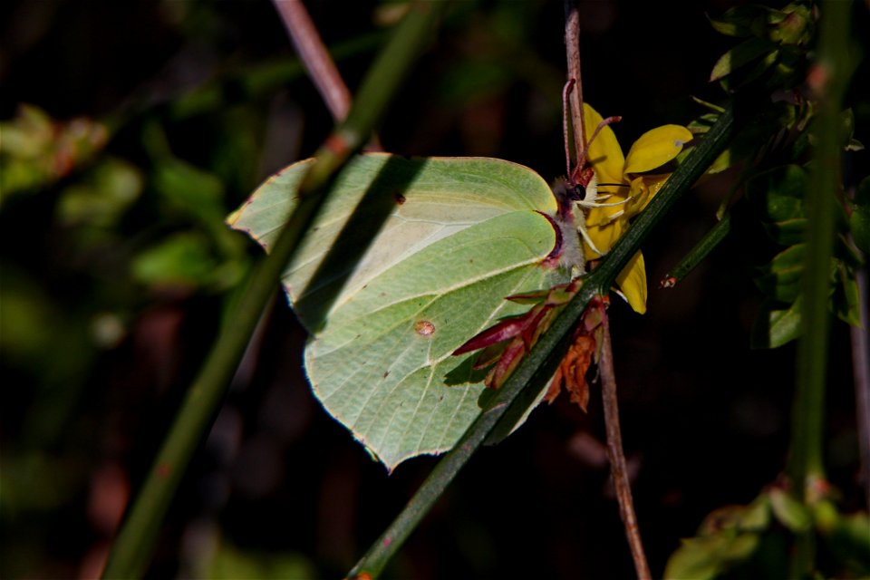 citroenvlinder - common brimstone - Gonepteryx rhamni
