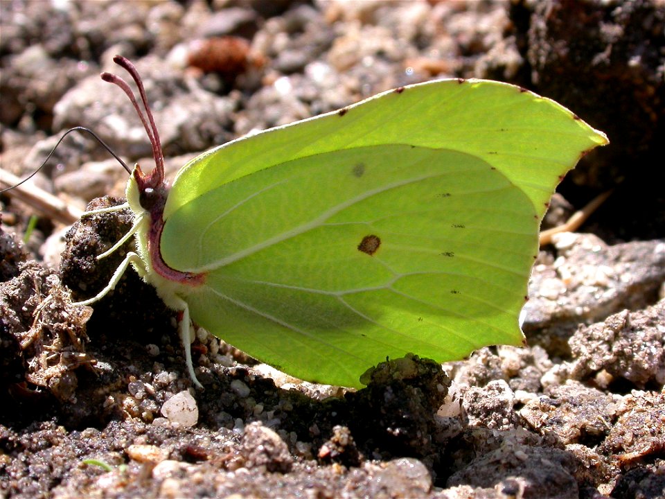 Gonepteryx rhamni (Pieridae). Hoya de San Blas, Madrid, España.