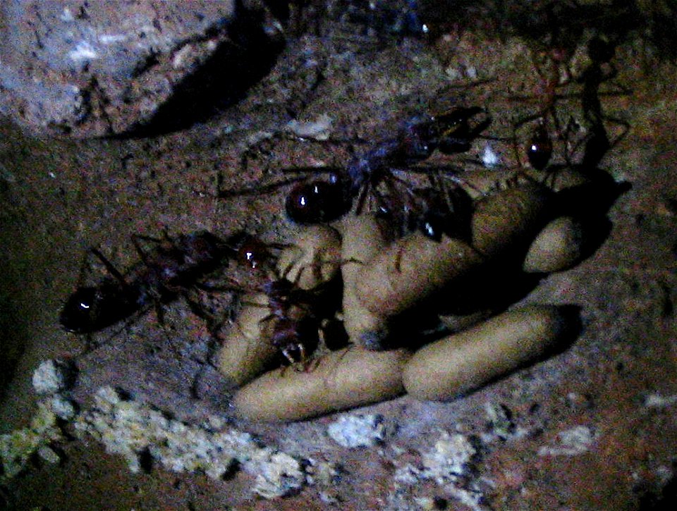 Underground chamber in Red Bull Ant (Myrmecia gulosa) nest at Sydney Wildlife World.
