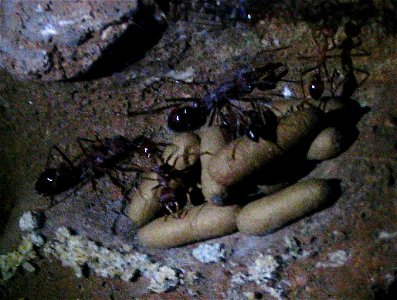 Underground chamber in Red Bull Ant (Myrmecia gulosa) nest at Sydney Wildlife World.