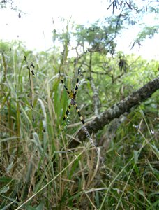 Patrick Arnold, My Camera is the source. This is a picture of an Argiope appensa spider, as far as I can tell at least, which I found in the jungle in Nawiliwili, Hawaii on the island of Kauai. You ha photo