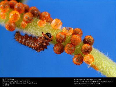 Pipevine swallowtail eggs hatching. Public domain image by Julia Suits, Produced as part of the Insects Unlocked Project at The University of Texas at Austin. photo