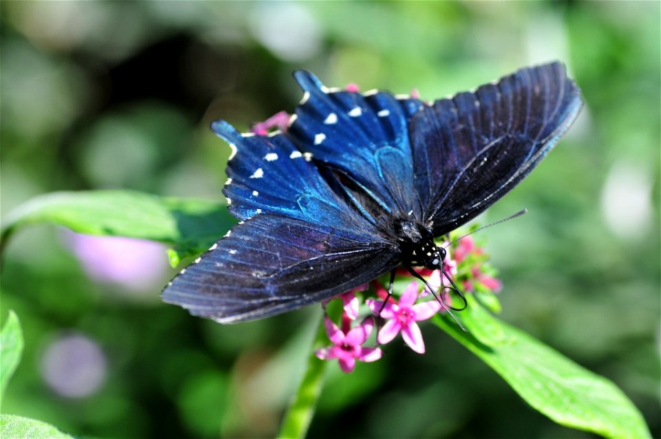 Butterfly from The Living Desert #3