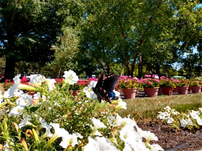 Chadwick Arboretum and Learning Gardens Learning Gardens The Ohio State University Columbus, Ohio photo