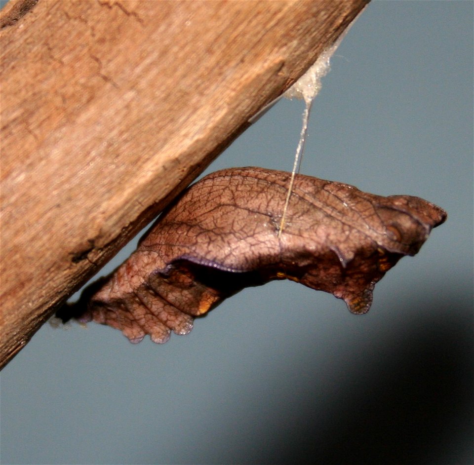 Pipevine Swallowtail (Battus philenor) chrysalis photo