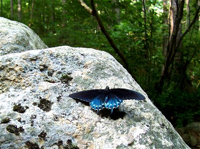 Captured in the Blue Ridge Mountains region of Virginia.