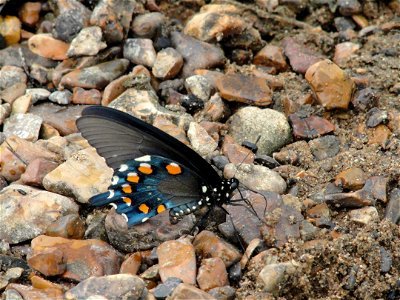 Pipevine swallowtail (Battus philenor) taken in Branson MO