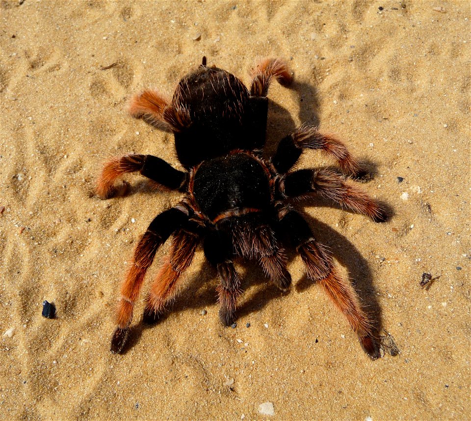 Mexican Pink tarantula Brachypelma klaasi (Schmidt & Krause, 1994). Adult female