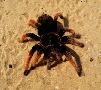 Mexican Pink tarantula Brachypelma klaasi (Schmidt & Krause, 1994). Adult female