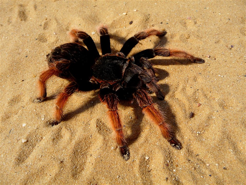 Mexican Pink tarantula Brachypelma klaasi (Schmidt & Krause, 1994). Adult female